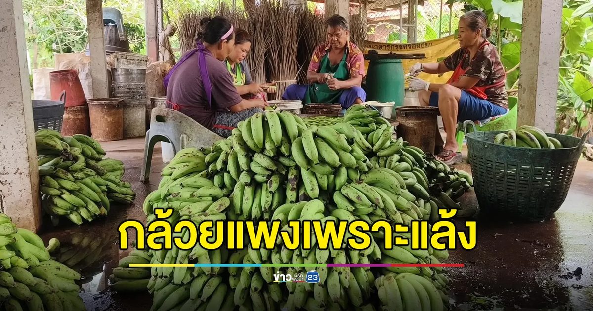ชาวสวนแจงภัยแล้งทำราคากล้วยพุ่งสูงเป็นประวัติการณ์