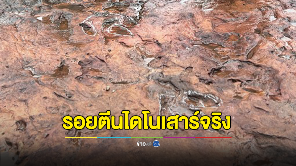 เป็นรอยตีนของไดโนเสาร์จริง โผล่อุทยานฯ ภูหินร่องกล้า อายุประมาณ 120 ล้านปี
