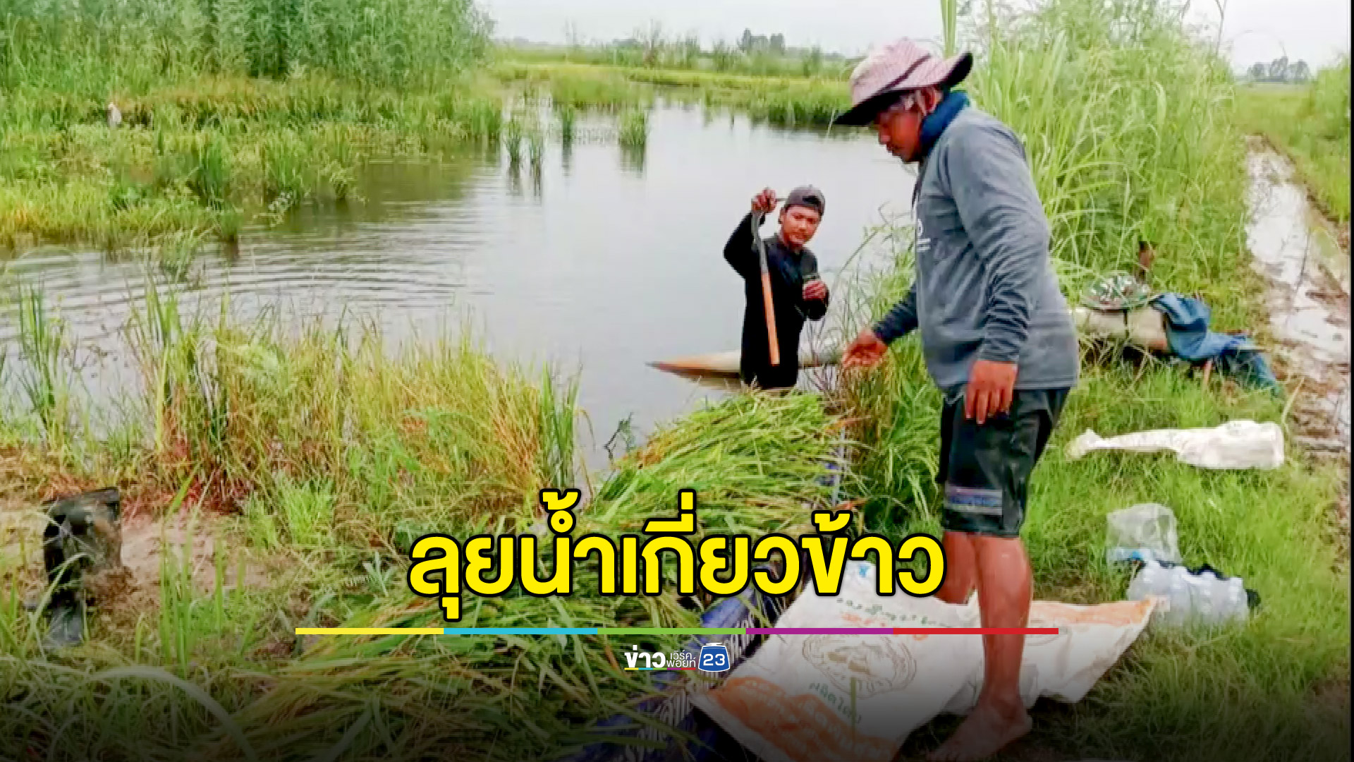 จำต้องลุยน้ำเกี่ยวข้าว แม้ผลผลิตหายไปกว่าครึ่ง