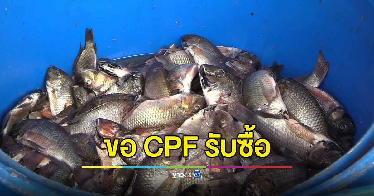 ชาวปากพนังขอ CPF รับซื้อ “ปลาหมอคางดำ” หลังจุดรับซื้อท้องถิ่นจ่อยุติ