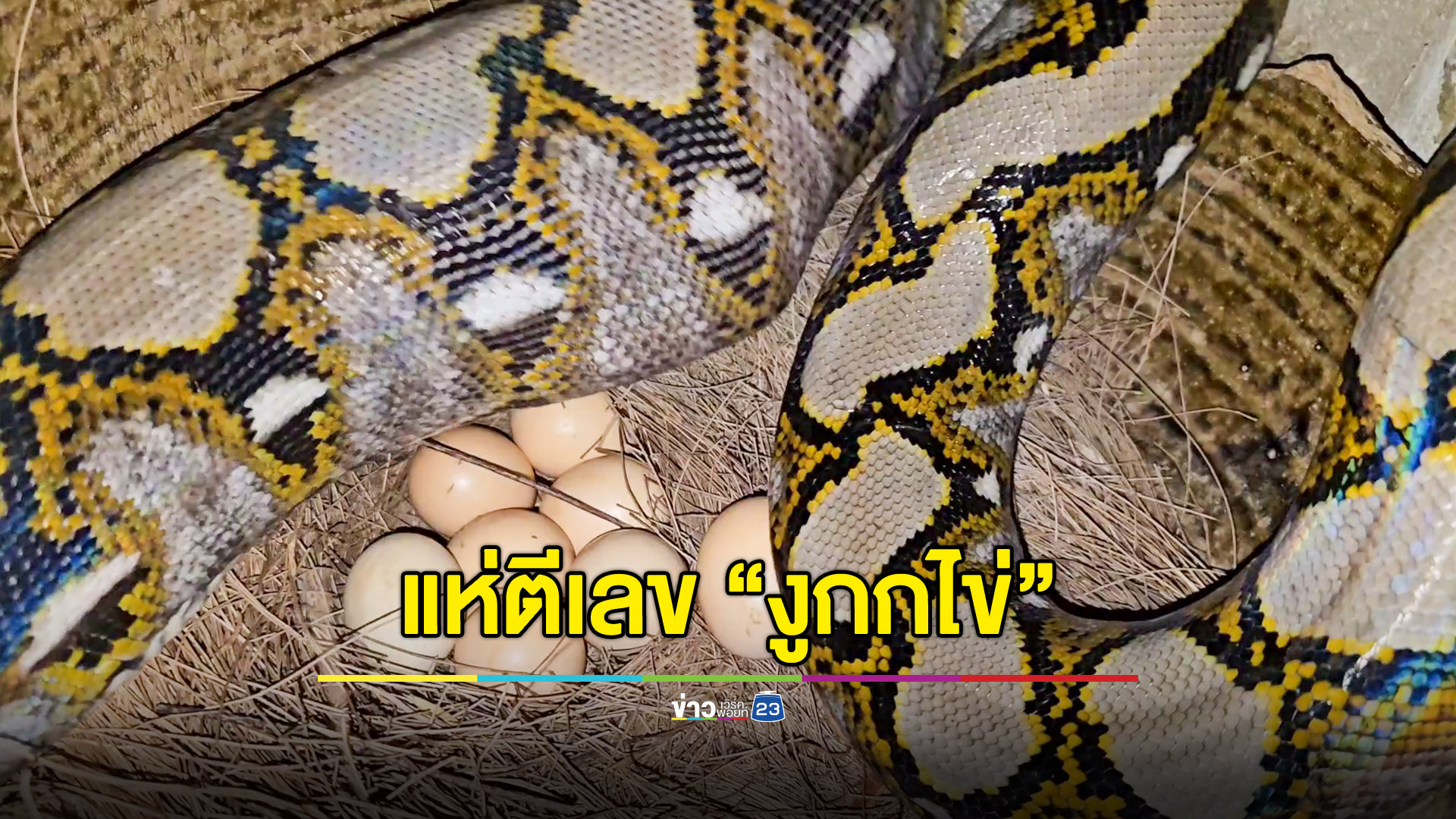 งูเหลือมกกไข่ไก่ ทำแผงหวยสั่นสะเทือน