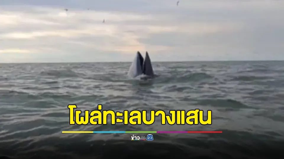 ตื่นตา! "วาฬบรูด้า" ออกมาอวดโฉม บนท้องทะเลบางแสน