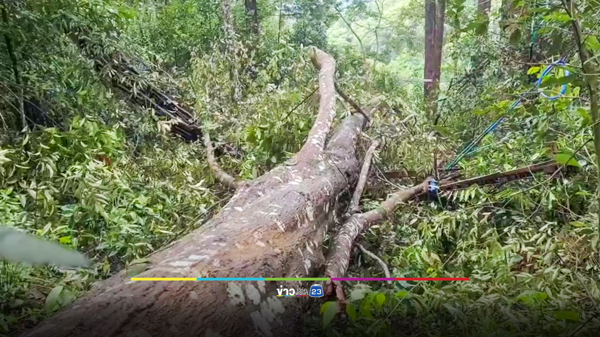 ต้นไม้ล้มทับ Zipline นทท.จีนดับ 1 เจ็บ 1 เจ้าของยันเหตุสุดวิสัย