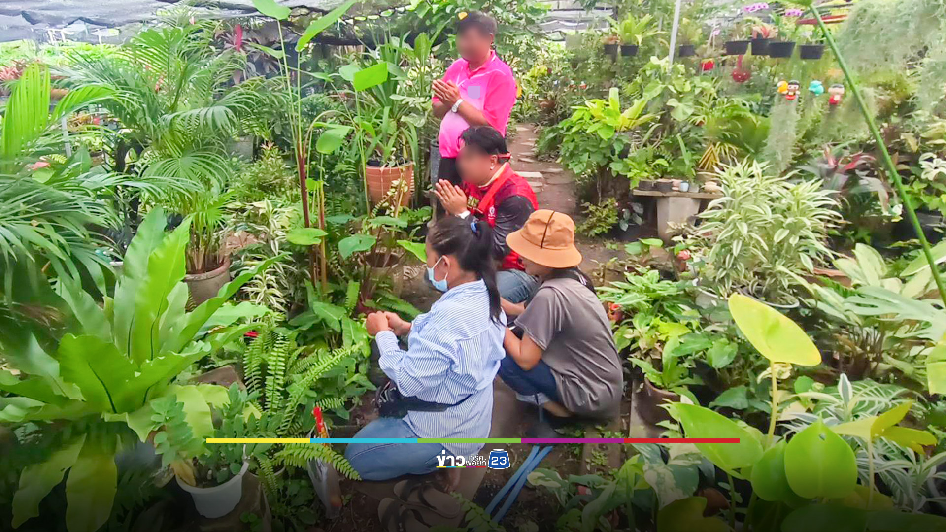 เศียรและหางพญานาค โผล่ต้นหมากประดับ คอหวยแห่ขอเลขเด็ด