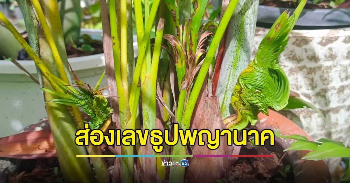 เศียรและหางพญานาค โผล่ต้นหมากประดับ คอหวยแห่ขอเลขเด็ด