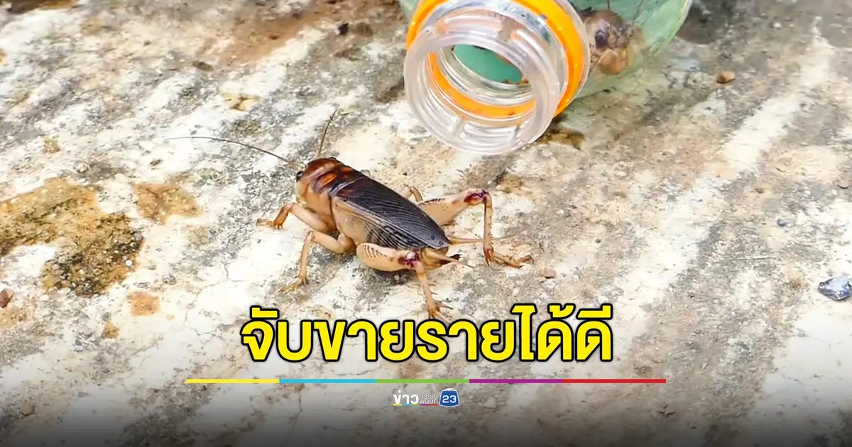 แห่จับ "จิ้งโกร่ง" หนีน้ำท่วม ขายสร้างรายได้ดี