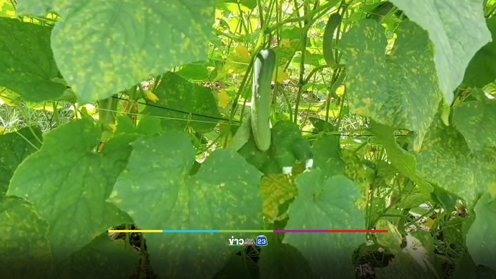 ชาวสวนโค่นต้นปาล์มน้ำมัน 2 ไร่ ปลูกแตงกวา สร้างรายได้