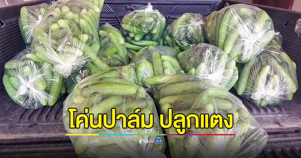 ชาวสวนโค่นต้นปาล์มน้ำมัน 2 ไร่ ปลูกแตงกวา สร้างรายได้