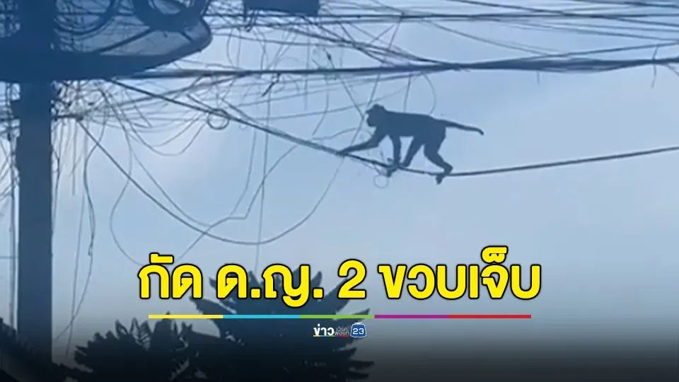 ต้องอยู่อย่างหวาดผวา! ฝูงลิงแสมอาละวาด หยุมหัว-กัดหน้า เด็กหญิง วัย 2 ขวบเจ็บเลือดสาด