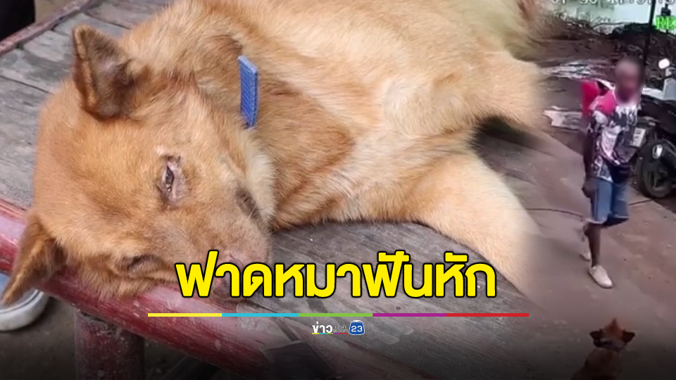 หมาเห่า! มนุษย์ลุงใช้ท่อนเหล็กฟาดหมาร้องเสียงหลงหนีตาย