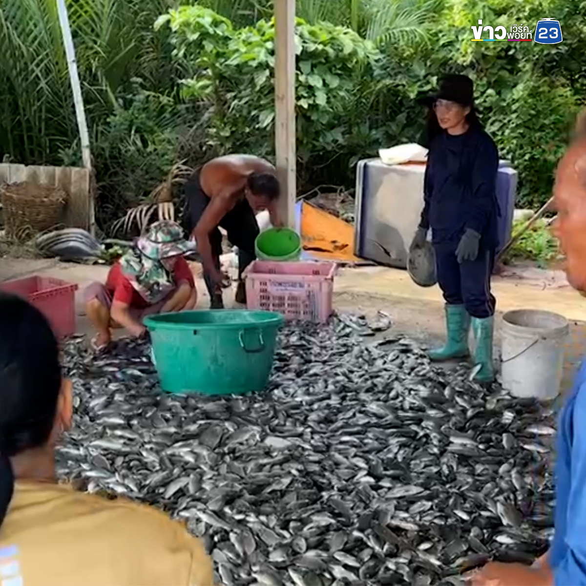 สุดเซ็ง! ปล่อยกุ้ง 5 แสนตัว จับได้ปลาหมอคางดำ 3 ตัน