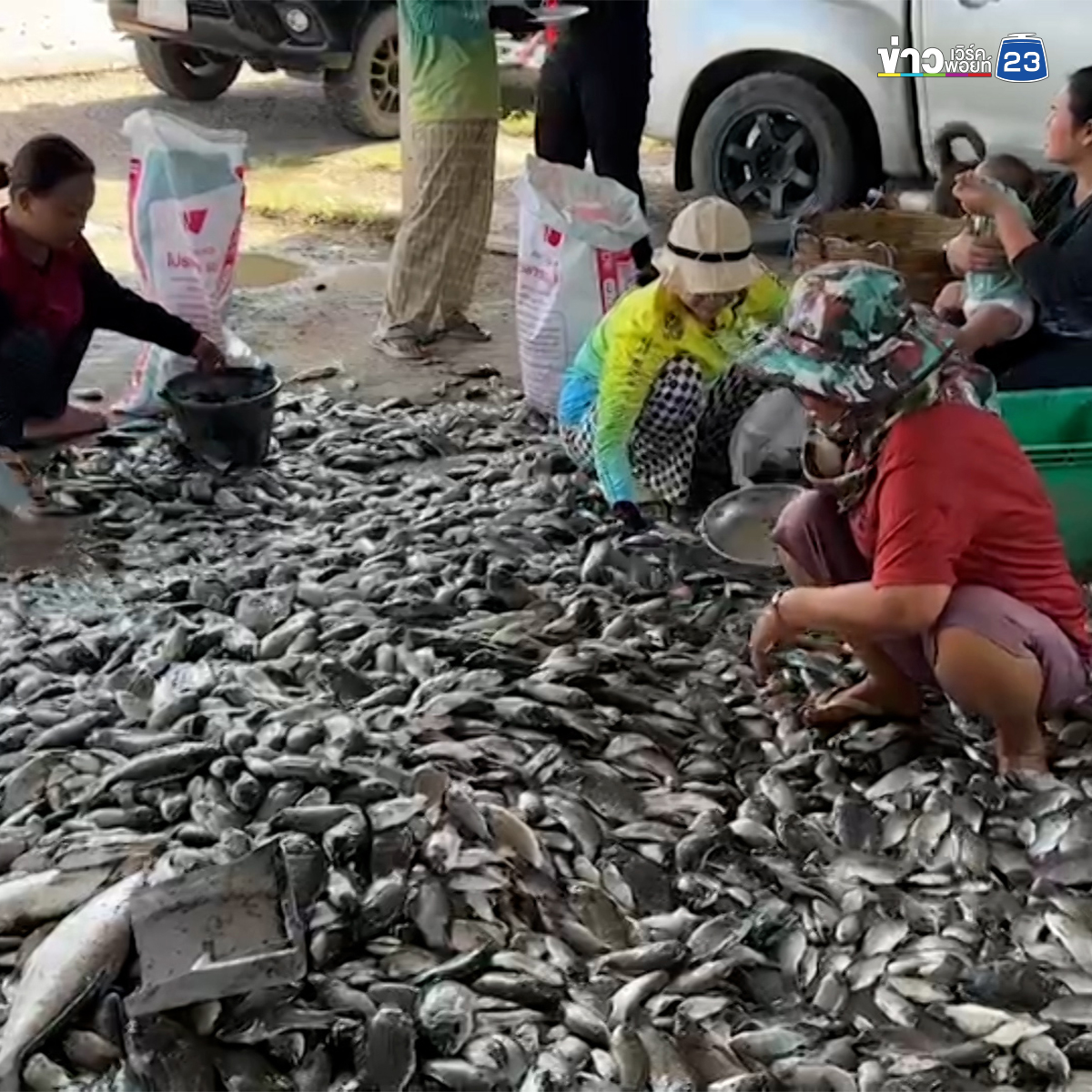 สุดเซ็ง! ปล่อยกุ้ง 5 แสนตัว จับได้ปลาหมอคางดำ 3 ตัน