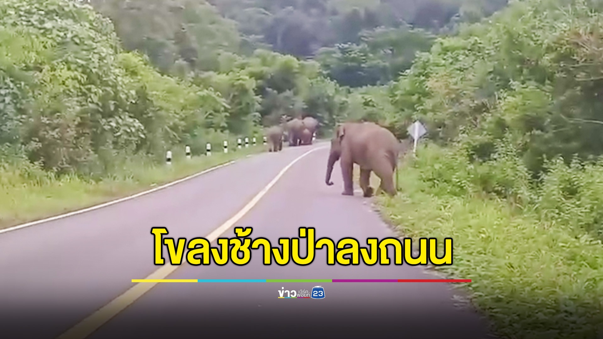 ผวา! โขลงช้างป่าเดินบนถนน