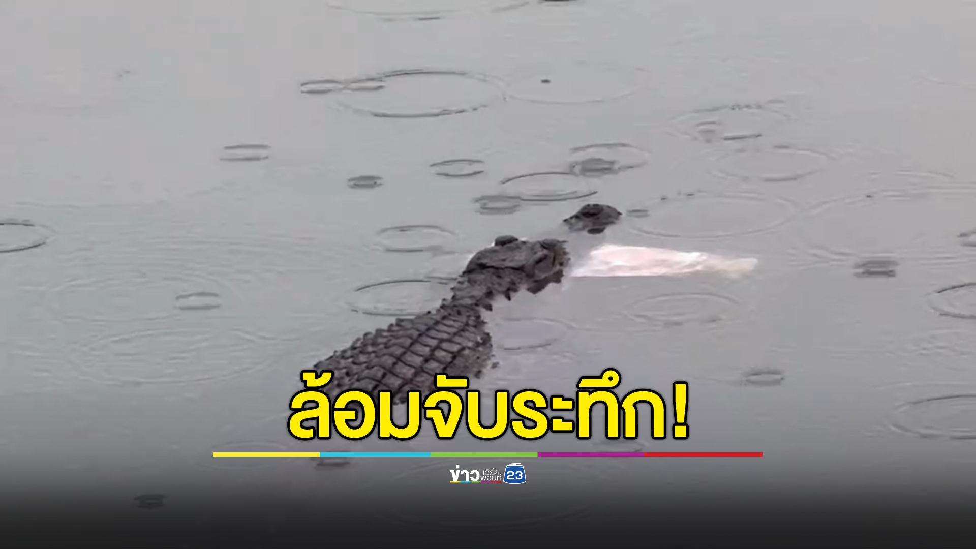 ชาวบ้านผวา! เจอจระเข้ในสระน้ำหลังบ้าน ปิดล้อมล่าระทึกกว่า 5 ชม.