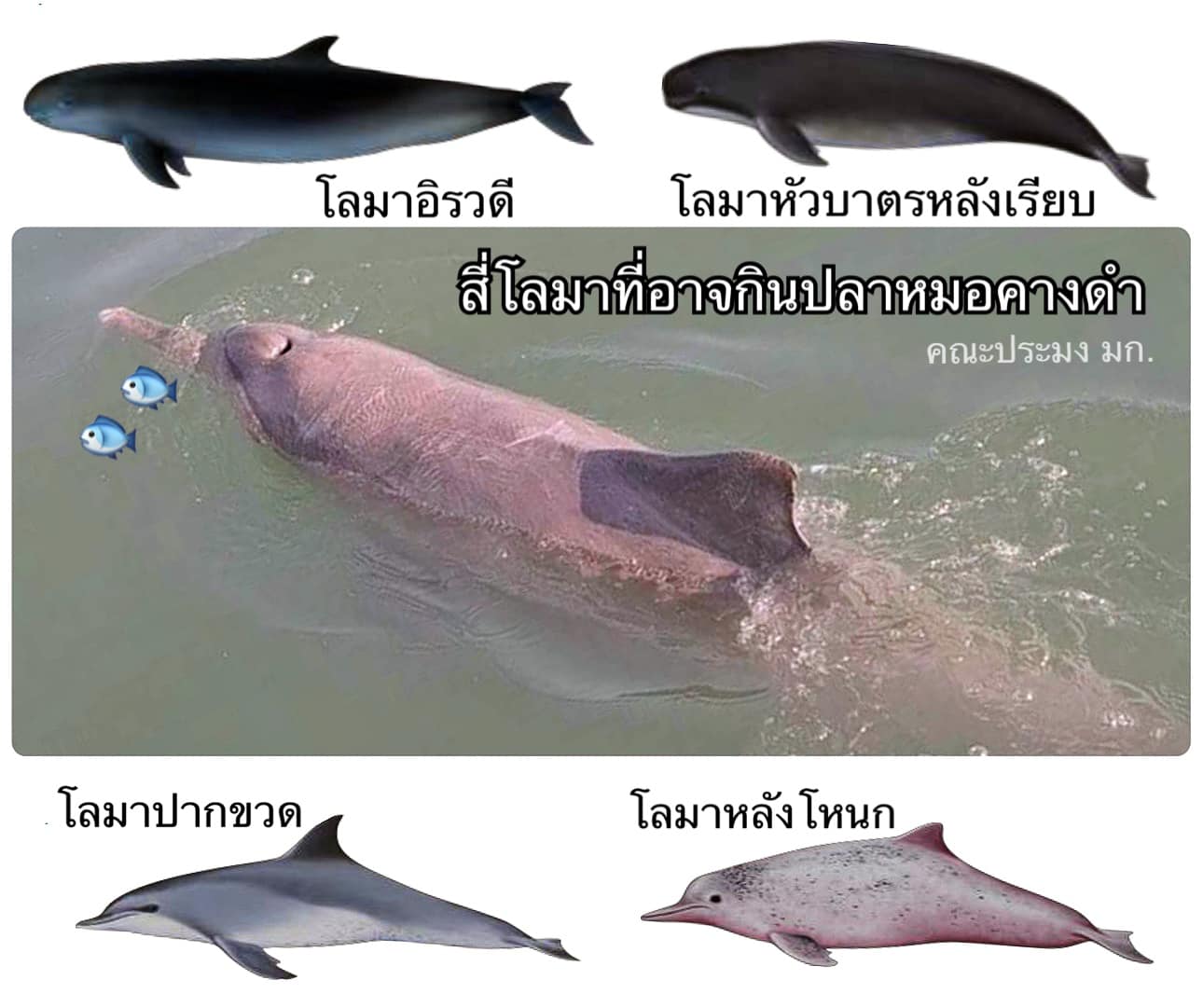 ดร.ธรณ์ เปิดตัว 4 เทพ ปราบปลาหมอคางดำ
