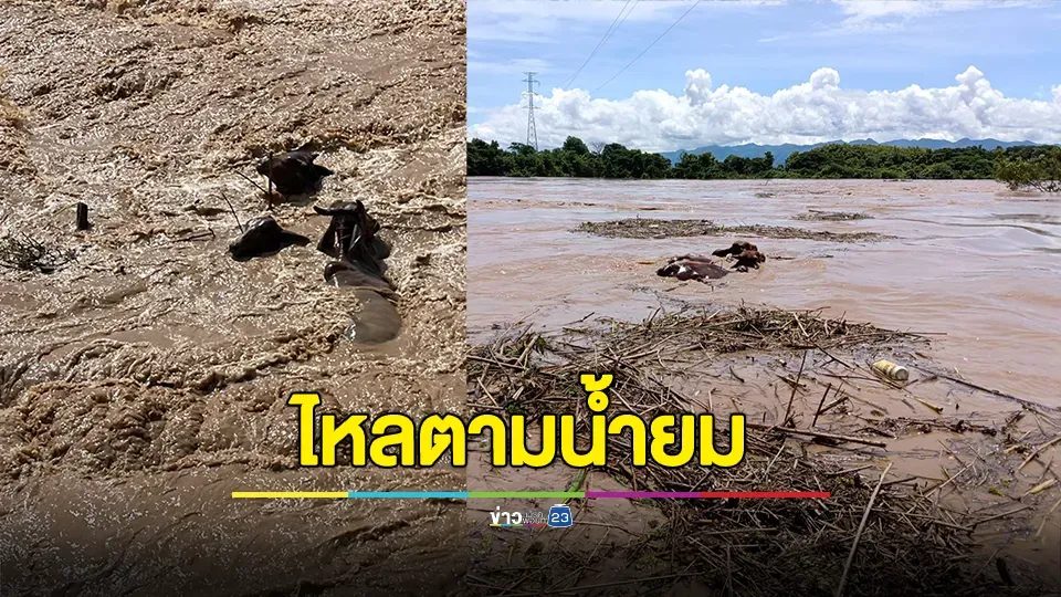ช่วยคนติดกลางน้ำ-โค-กระบือไหลตามน้ำยม 16 ตัว