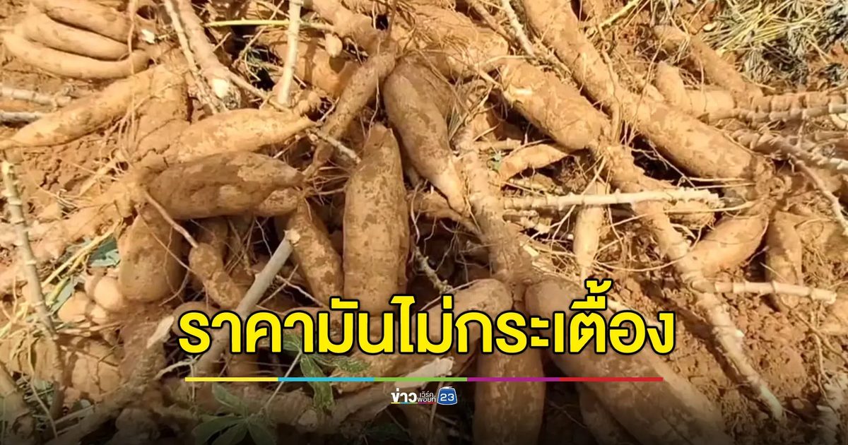 ห้ามนำเข้าไม่ส่งผล ราคามันสำปะหลังยังไม่กระเตื้อง