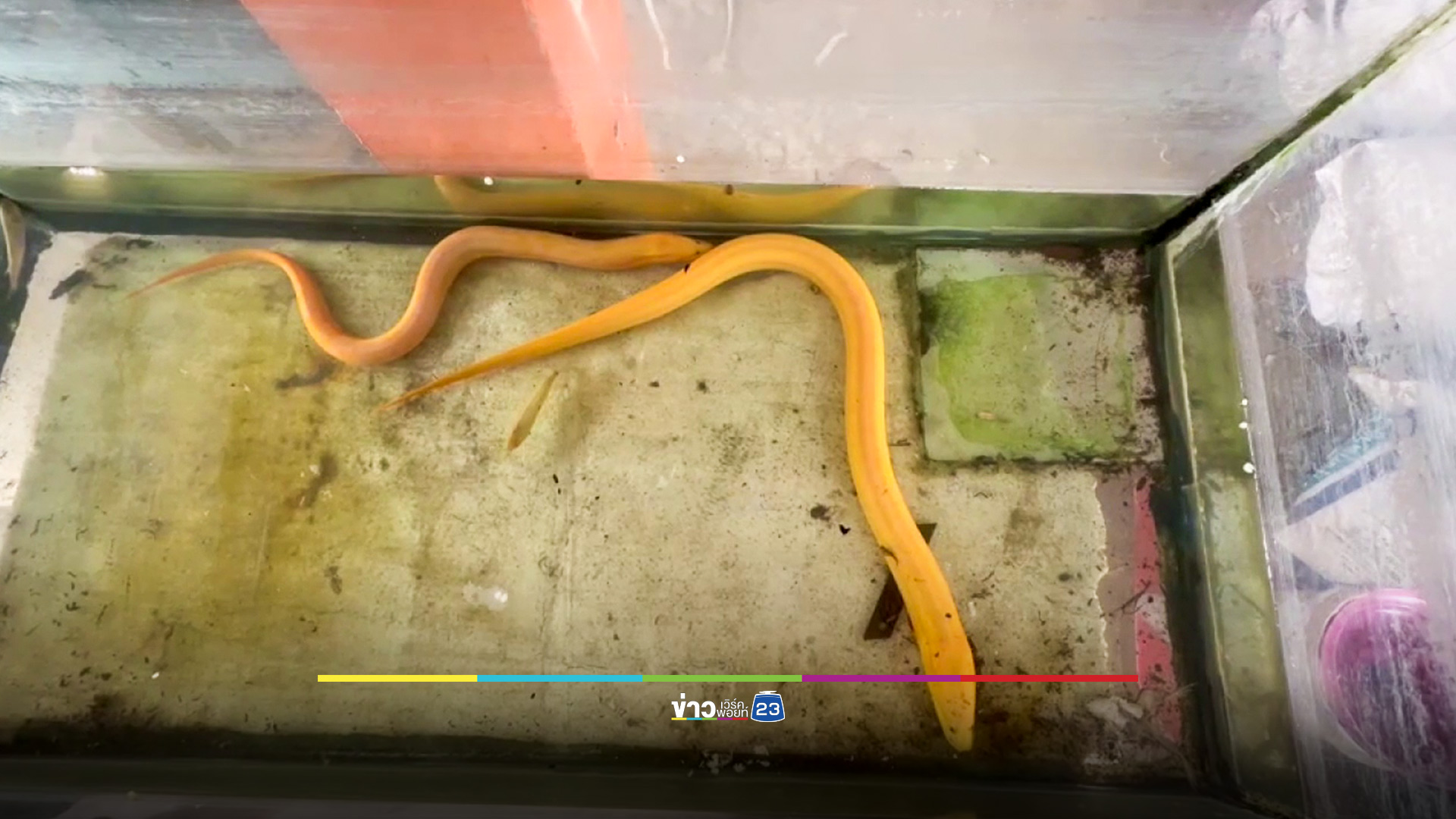 ฮือฮา! จับได้ปลาไหลสีทองตัวที่ 2 เชื่อมาให้โชค - เป็นคู่กับตัวแรก