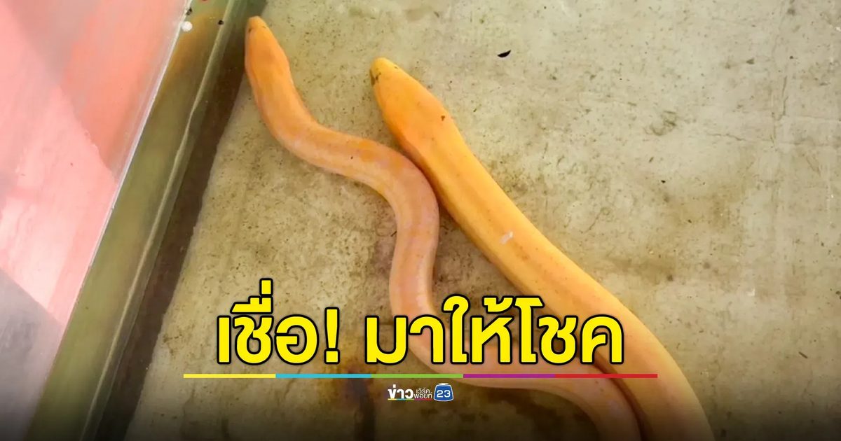 ฮือฮา! จับได้ปลาไหลสีทองตัวที่ 2 เชื่อมาให้โชค - เป็นคู่กับตัวแรก