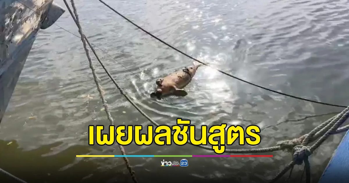 เผยผลชันสูตร ซากพะยูนลอยตายในคลองจิหลาด กระบี่