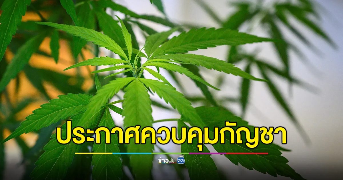ไม่เสรีแล้ว! พรรคเพื่อไทยประกาศควบคุม"กัญชา"