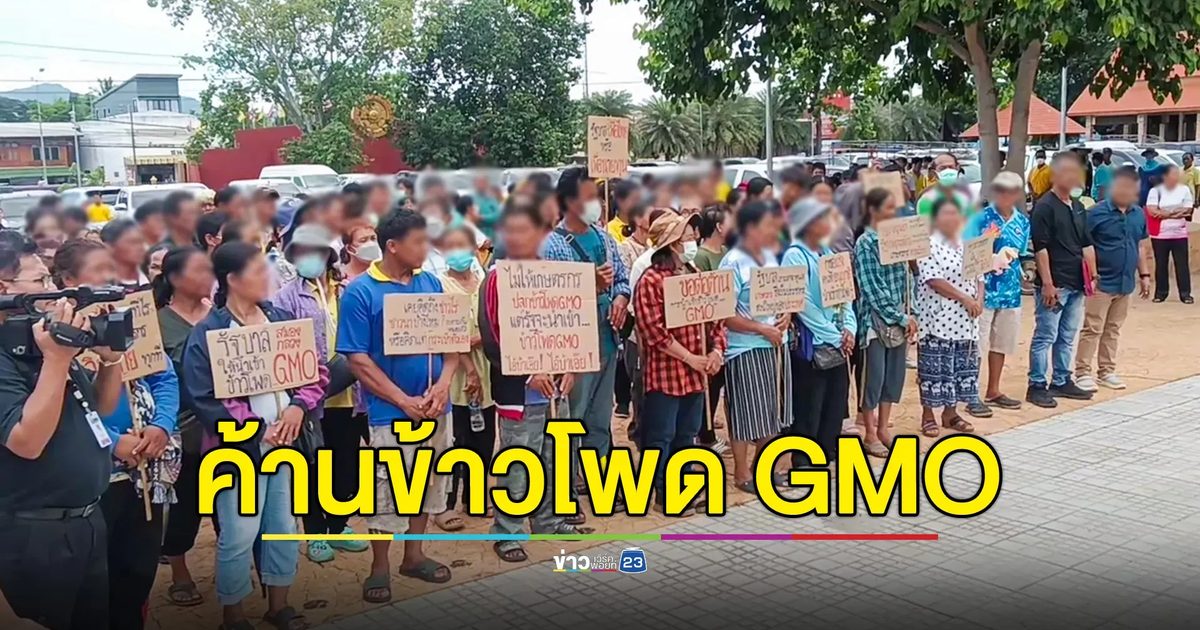 เกษตรกรผู้ปลูกข้าวโพดเพชรบูรณ์ คัดค้านการนำเข้าข้าวโพด GMO