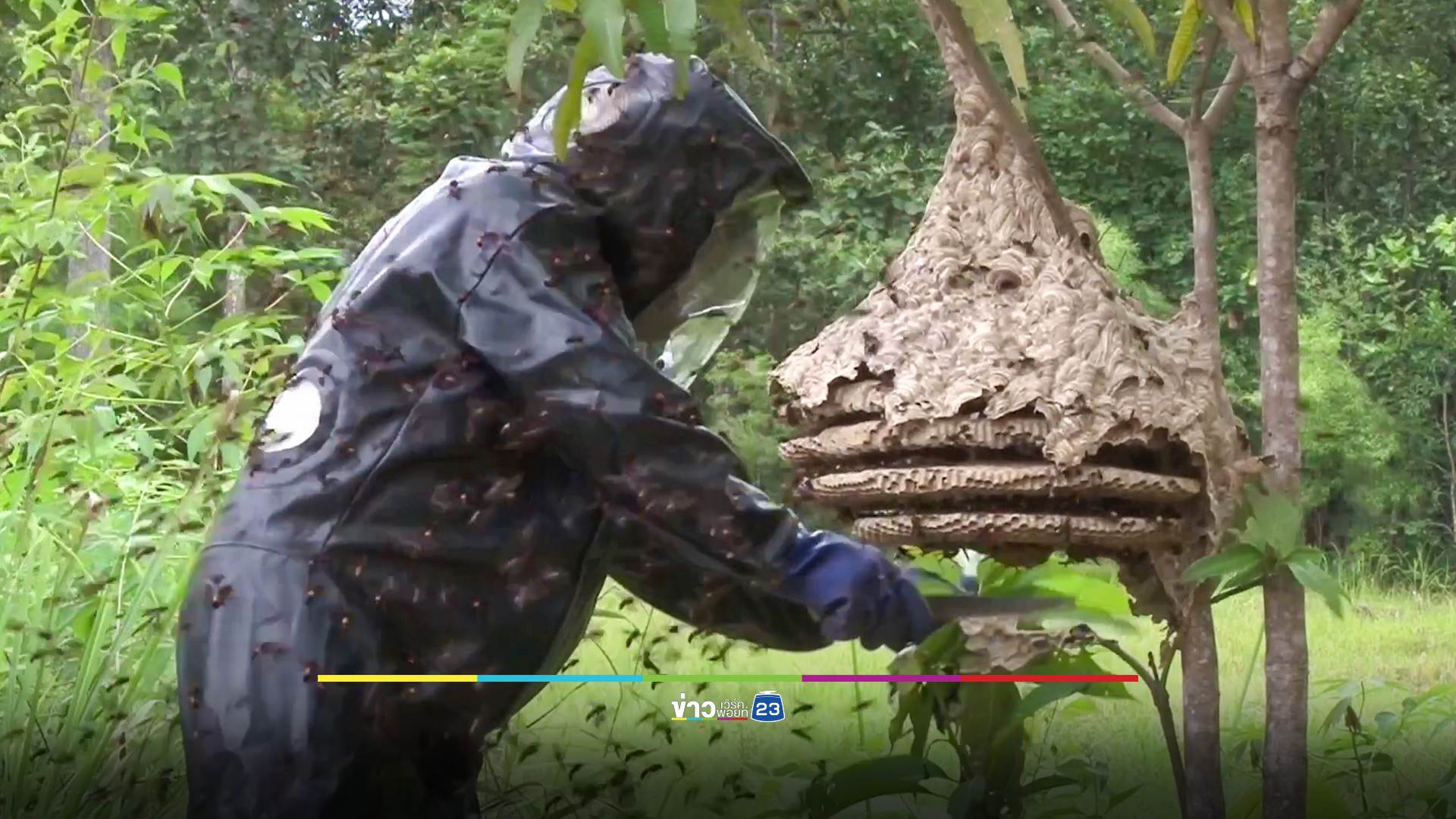 เปิดรายได้อาชีพเสี่ยงตาย เลี้ยงต่อหัวเสือขาย บางรายโกยปีละเป็นแสน