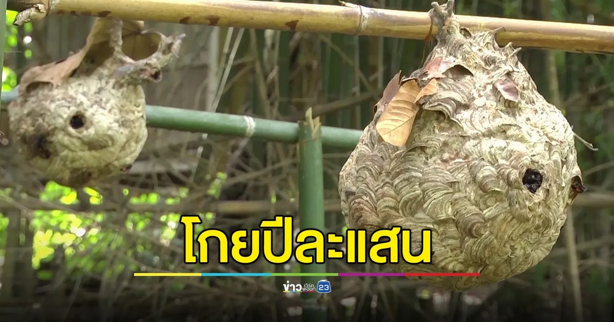 เปิดรายได้อาชีพเสี่ยงตาย เลี้ยงต่อหัวเสือขาย บางรายโกยปีละเป็นแสน