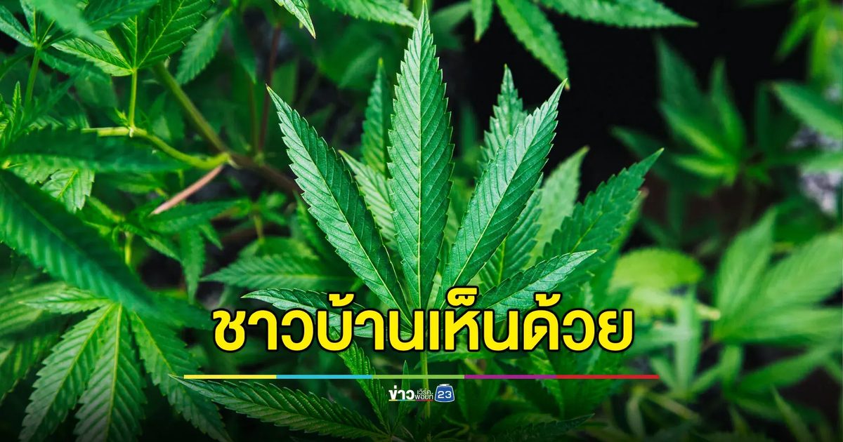 ชาวบ้านเฮ รัฐบาลถึงกัญชากลับเป็นยาเสพติด ถามเพิ่มกระท่อมได้ไหม