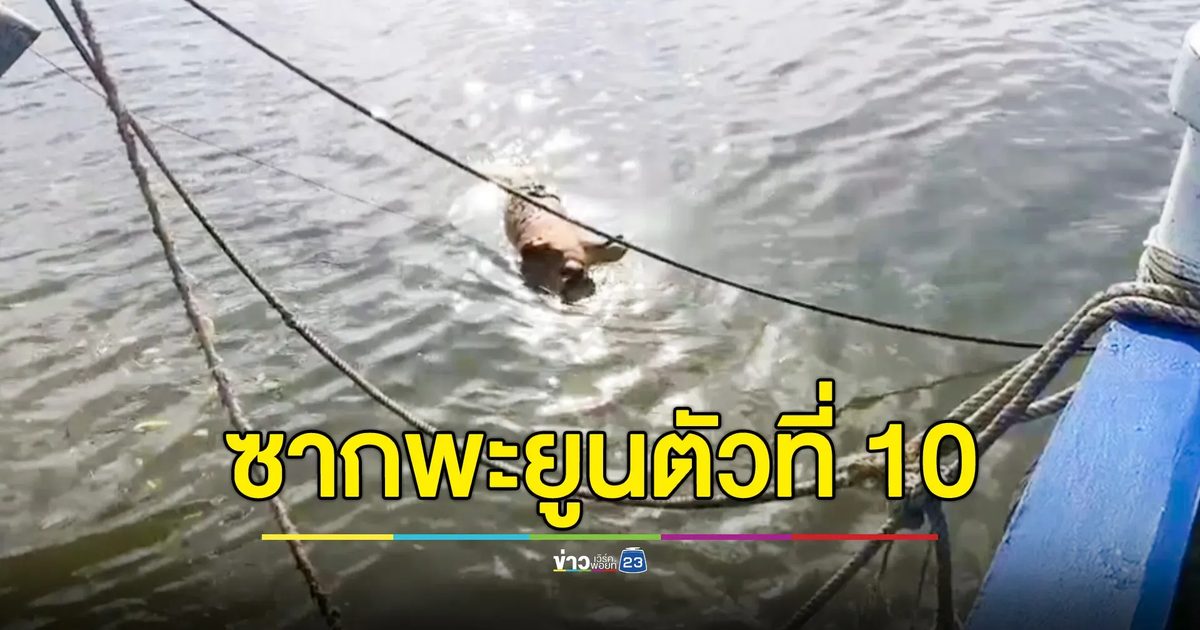 พบซากพะยูนเพศผู้ ลอยตายในคลองจิหลาด กระบี่ ตัวที่ 10 ของปี