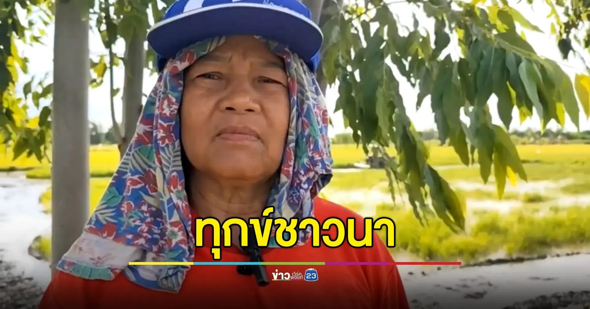 เสียงสะท้อนชาวนาพิมาย แบกต้นทุนสูง ขายข้าวได้ราคาถูก ช่วยไร่ละพันยังไม่พอ