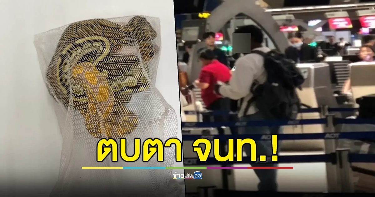 จับหนุ่มศรีลังกาลักลอบค้าสัตว์ป่าแอบซุก'งูหลามบอล'ในกางเกงใน