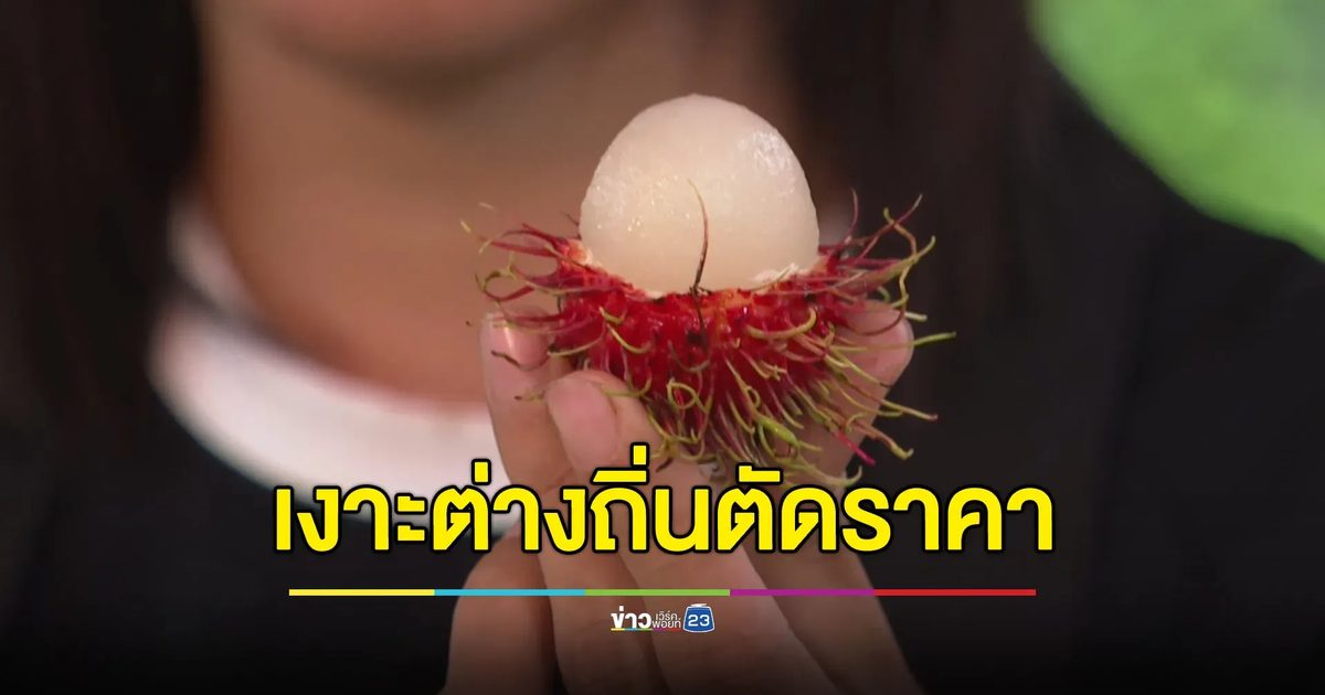 แม่ค้าบ่นอุบ เงาะต่างถิ่นสวมชื่อ ‘เงาะแม่แตง’ ขาดตัดราคาครึ่งๆ