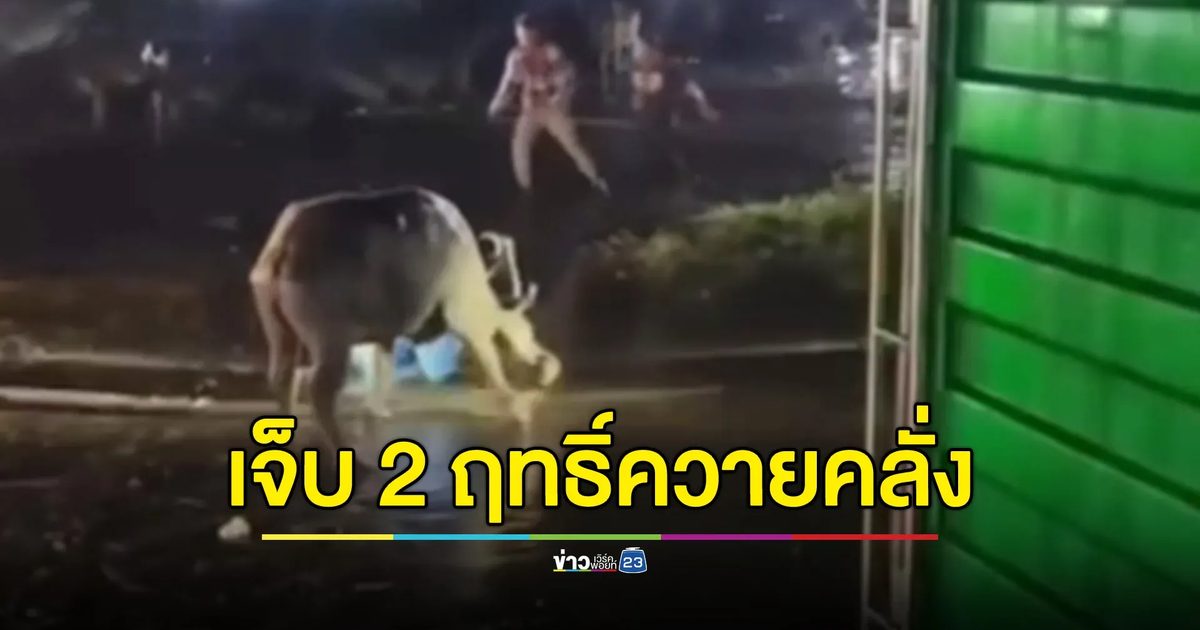 ควายคลั่งไล่ขวิด นายฮ้อยบาดเจ็บหนัก 2 ราย