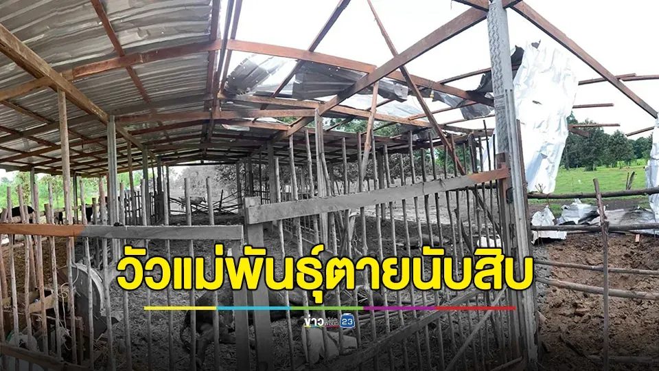 กระสุนปืนใหญ่กัมพูชา ถล่มลงบ้านเรือนประชาชน ทุ่งนา และคอกวัวแม่พันธุ์ตายนับสิบตัว