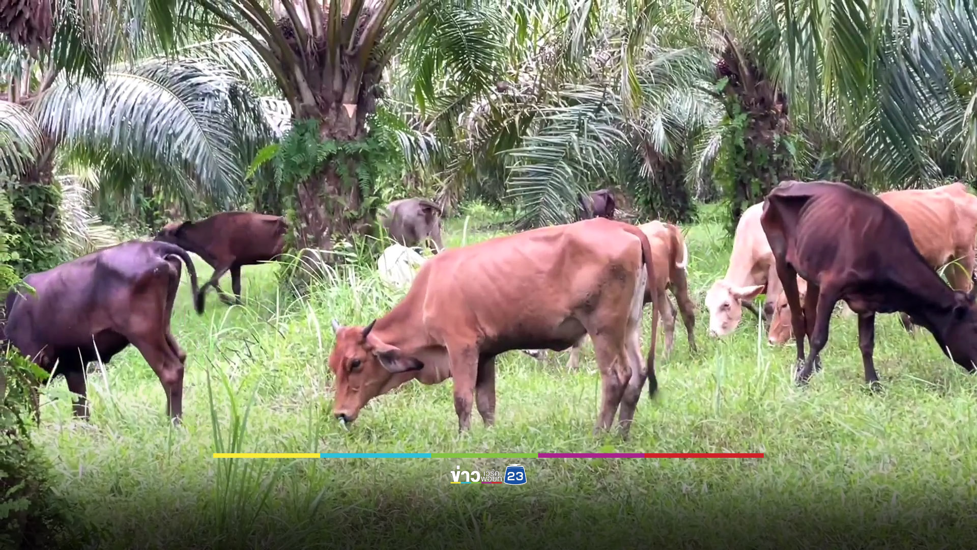 เกษตรกรค้าน นำเข้าชิ้นส่วนโคแลก “ทรัมป์” ลดภาษีไทย