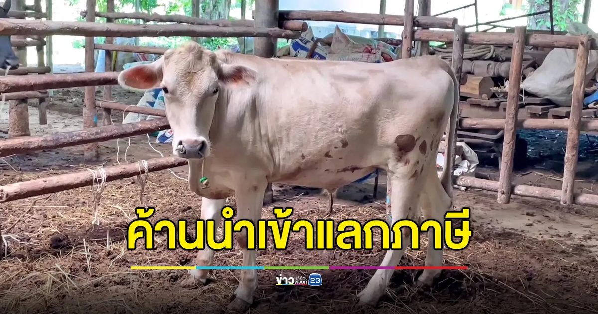 เกษตรกรค้าน นำเข้าชิ้นส่วนโคแลก “ทรัมป์” ลดภาษีไทย