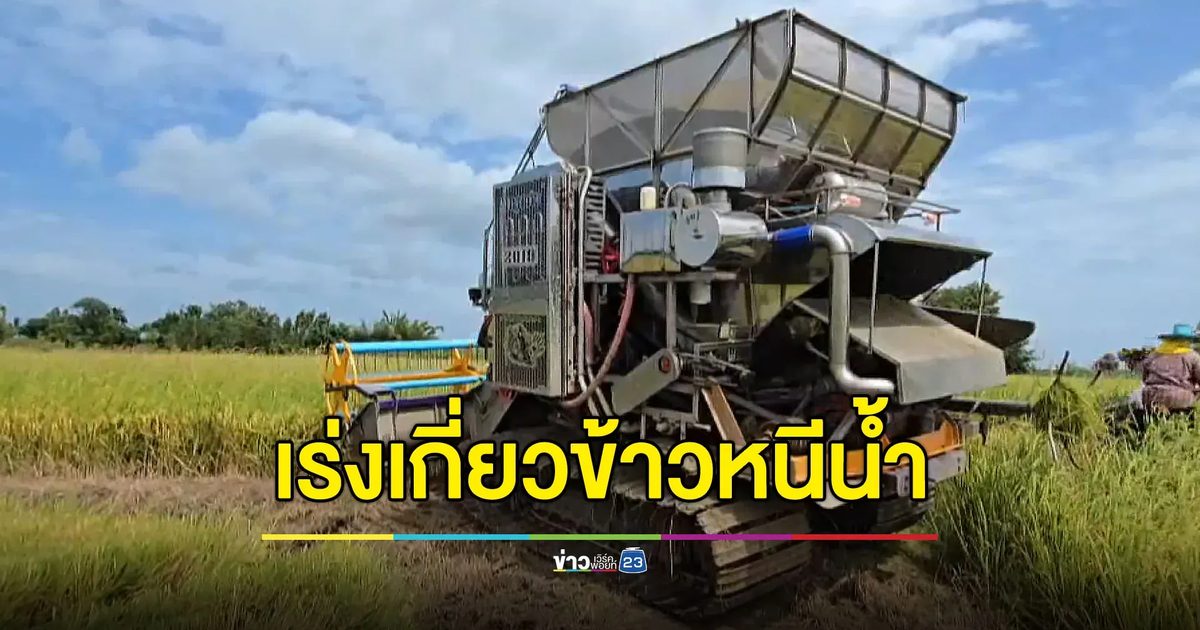 ชาวนาจำใจ เร่งเกี่ยวข้าวหนีน้ำ ราคาตกก็ยอม