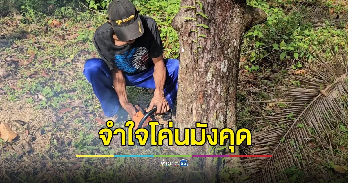 ชาวสวนจำใจทยอยโค่นต้นมังคุด ปรับตัวหลังราคาดิ่งเหว