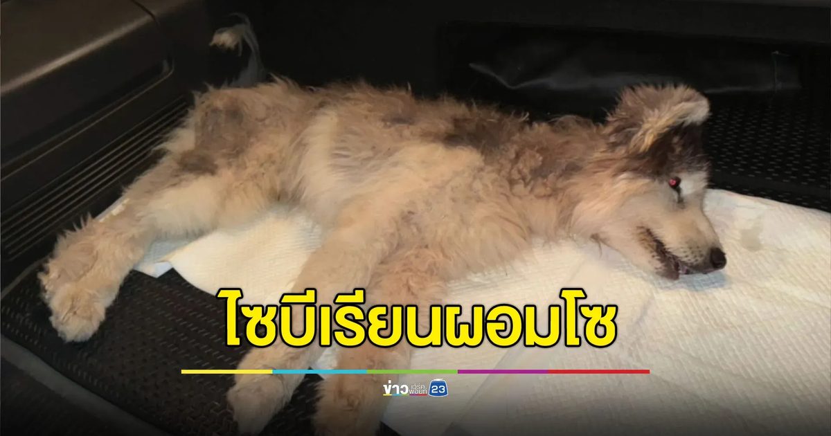 เร่งช่วยไซบีเรียนถูกปล่อยทิ้งในบ้านจนผอมโซ