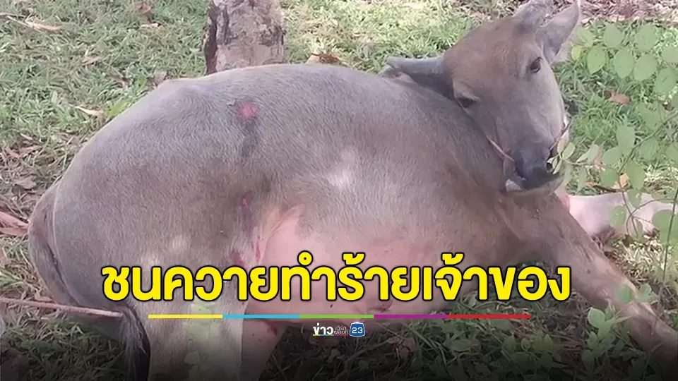 หญิงขับเก๋งชนควายวิ่งตัดหน้า หัวร้อนใช้ป้ายทะเบียนรถฟาดหน้า เจ้าของควาย วัย 71 เลือดอาบ