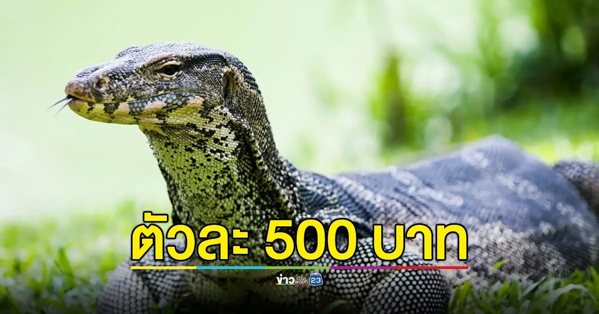 กรมอุทยานฯ แจงกรณีอนุญาตให้เพาะพันธุ์ "เหี้ย" เชิงพาณิชย์