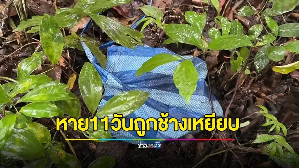 คนงานเฝ้าสวนหาย 11 วัน พบกลายเป็นศพถูกช้างเหยียบเละ