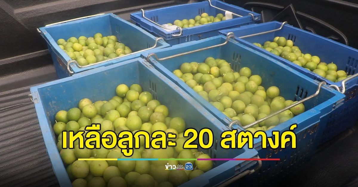 ชาวสวนโอดมะนาวเหลือลูกละ 20 สตางค์ หนักยิ่งกว่าช่วงโควิด-19