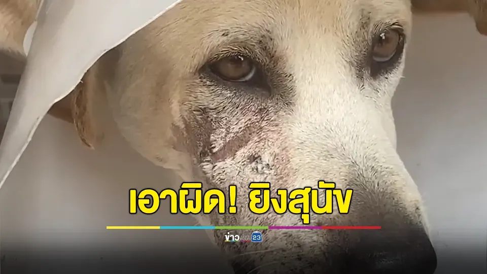 คนใจร้ายใช้ปืนติดลำกล้อง ส่องยิงสุนัข 2 ตัวในหมู่บ้าน