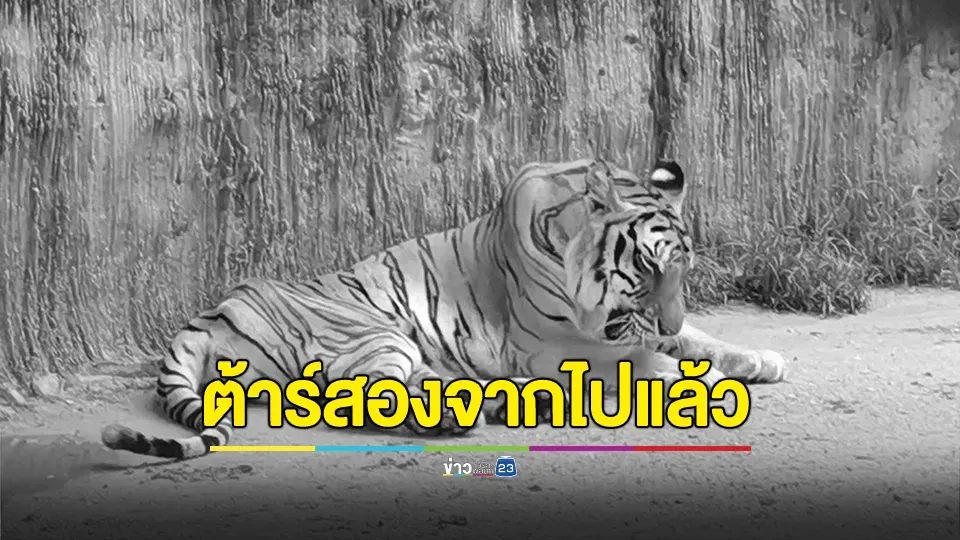 "ต้าร์สอง" เสือโคร่งวัย 17 ปี จากไปอย่างสงบ หลังต่อสู้กับโรคมะเร็งเต้านม