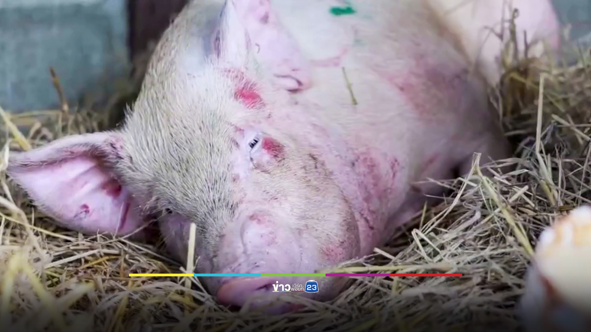 ชีวิตใหม่หมูดวงแข็ง! หนีตายจากโรงเชือด "พระครูอ๊อด" ไถ่ชีวิต 8,990 บาท