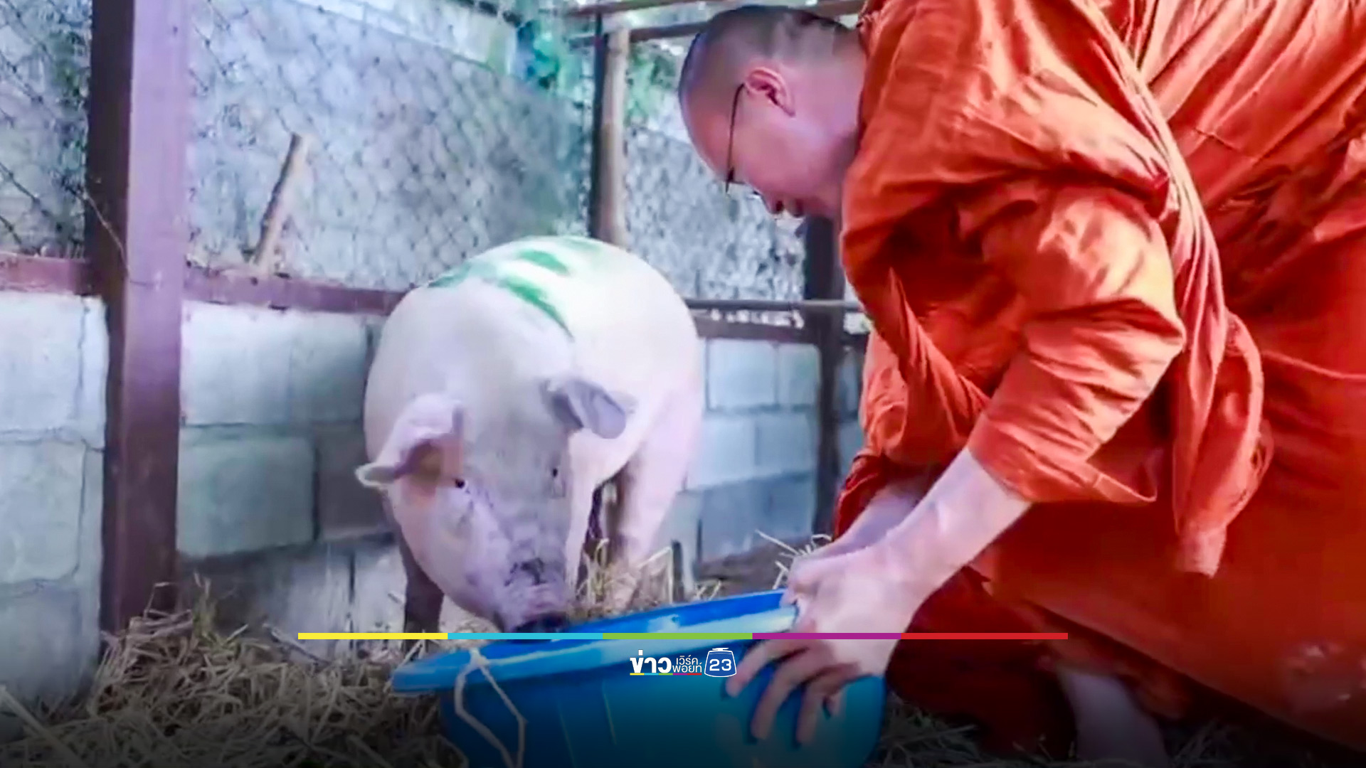 ชีวิตใหม่หมูดวงแข็ง! หนีตายจากโรงเชือด "พระครูอ๊อด" ไถ่ชีวิต 8,990 บาท