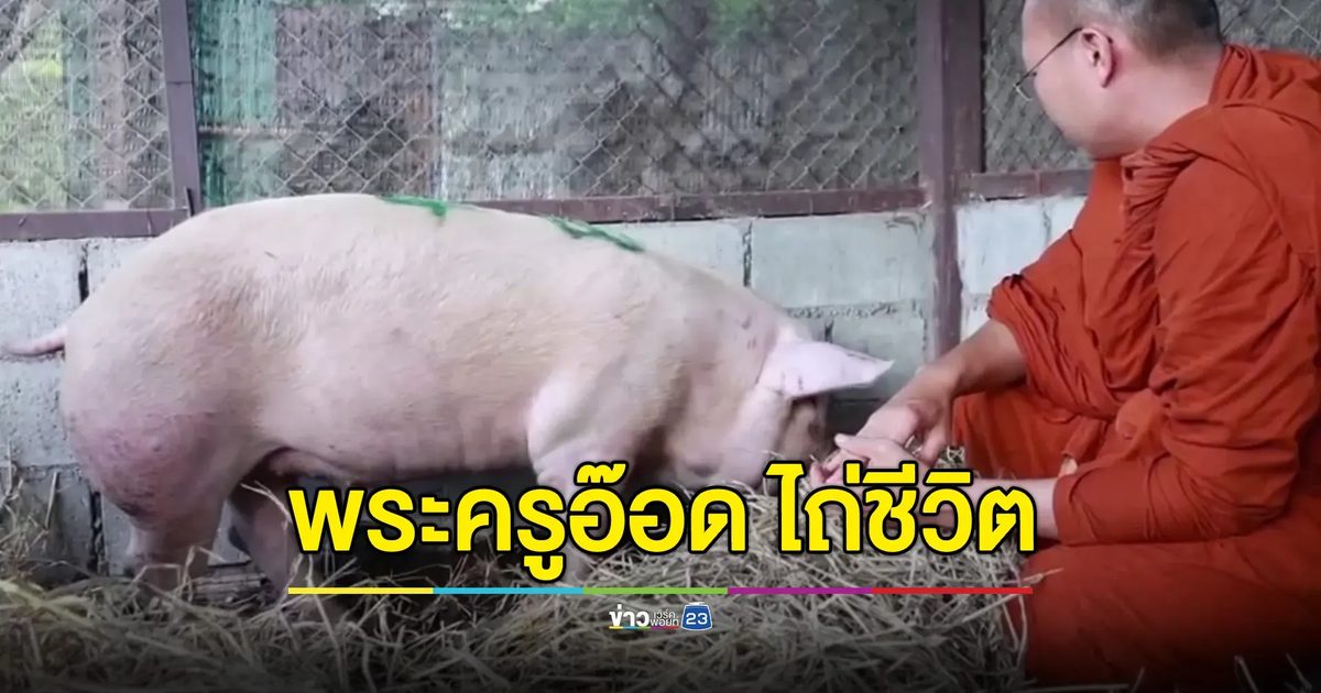 ชีวิตใหม่หมูดวงแข็ง! หนีตายจากโรงเชือด "พระครูอ๊อด" ไถ่ชีวิต 8,990 บาท
