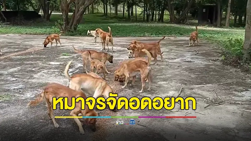 พบกลุ่มหมาส้มจรจัดกว่า 100 ตัว อดอยากอาหารอย่างหนัก
